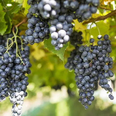 Weingut Innerleiterhof Hotel Scena